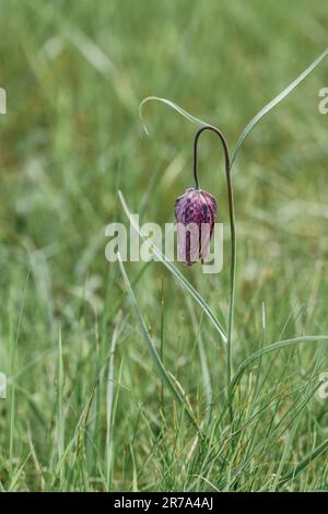 Fritillaries che crescono in un prato di fiori selvatici del wiltshire Foto Stock