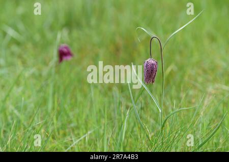 Fritillaries che crescono in un prato di fiori selvatici del wiltshire Foto Stock