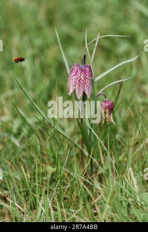 Fritillaries che crescono in un prato di fiori selvatici del wiltshire Foto Stock