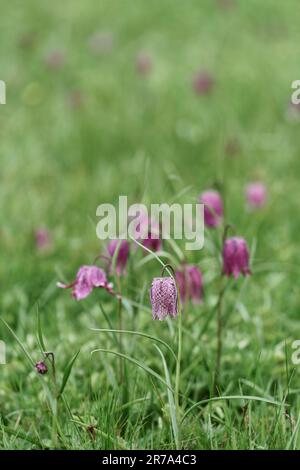 Fritillaries che crescono in un prato di fiori selvatici del wiltshire Foto Stock