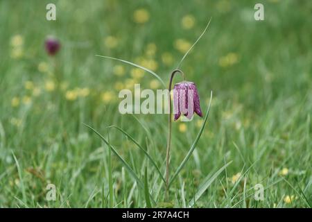 Fritillaries che crescono in un prato di fiori selvatici del wiltshire Foto Stock