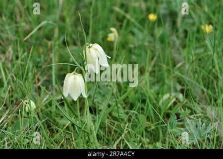 Fritillaries che crescono in un prato di fiori selvatici del wiltshire Foto Stock