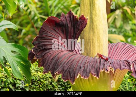 Zurigo, Svizzera, 24 maggio 2023 Titano arum o Amorphophallus Titanum presso il giardino botanico Foto Stock