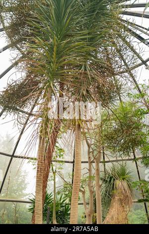 Zurigo, Svizzera, 24 maggio 2023 impianto di Dracaena Ellenbeckiana presso il giardino botanico Foto Stock