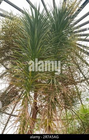 Zurigo, Svizzera, 24 maggio 2023 impianto di Dracaena Ellenbeckiana presso il giardino botanico Foto Stock