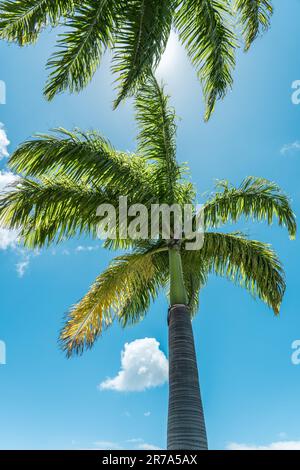 Un'alta e maestosa palma si erge sullo sfondo del vasto oceano e delle nuvole bianche e soffici Foto Stock