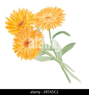 Boquet di calendula officinalis acquerello illustrazioni disegnate a mano. Elementi botanici per etichette, prodotti ecologici, tessuti, erbe naturali Foto Stock