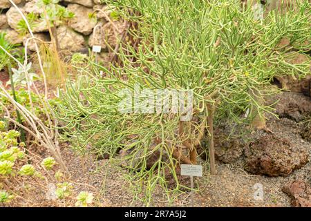 Zurigo, Svizzera, 24 maggio 2023 Euphorbia Aphylla pianta nel giardino botanico Foto Stock