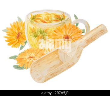 Calendula officinalis arancione in paletta di legno per prodotti sfusi e tazza di tè. Illustrazione disegnata a mano con acquerello. Elemento botanico per etichette, eco Foto Stock