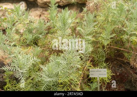 Zurigo, Svizzera, 24 maggio 2023 Lavandula canariensis pianta nel giardino botanico Foto Stock