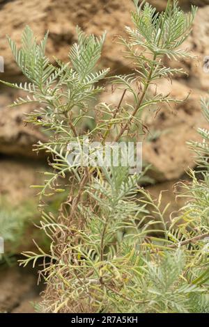 Zurigo, Svizzera, 24 maggio 2023 Lavandula canariensis pianta nel giardino botanico Foto Stock