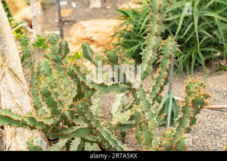 Zurigo, Svizzera, 24 maggio 2023 Euphorbia Caerulescens pianta nel giardino botanico Foto Stock