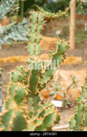 Zurigo, Svizzera, 24 maggio 2023 Euphorbia Caerulescens pianta nel giardino botanico Foto Stock