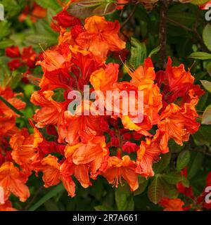 Varietà Rhododendron 'Embers incandescente' Foto Stock