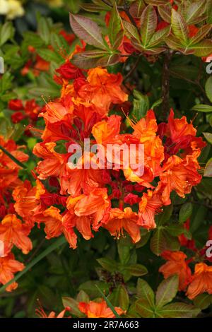 Varietà Rhododendron 'Embers incandescente' Foto Stock