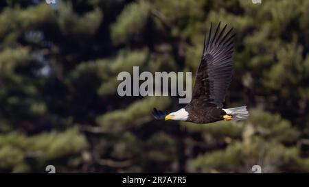 Una maestosa aquila baldosa sorvola attraverso una foresta con alberi verdi Foto Stock