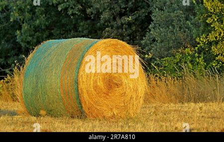 Un tranquillo paesaggio rurale caratterizzato da una balla rotonda in un campo erboso dorato. Foto Stock