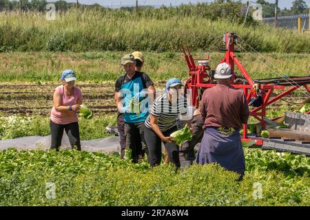 Operai agricoli che raccolgono lattuga a Tarleton, Lancashire. Meteo Regno Unito giugno 2023. Partenza anticipata per i lavoratori migranti dell'UE che raccolgono la lattuga, che è tollerante al calore, mentre la domanda di colture di insalate sale con il clima caldo. Quest'area del Lancashire occidentale, conosciuta come Salad Bowl, fornisce l'enorme domanda di insalate nei mesi estivi con supermercati che richiedono prodotti freschi. Quest'anno sono state trasferite vaste superfici alla coltivazione di cereali a causa della carenza di migranti europei per la raccolta delle colture, con conseguente inevitabile penuria nei supermercati; Foto Stock