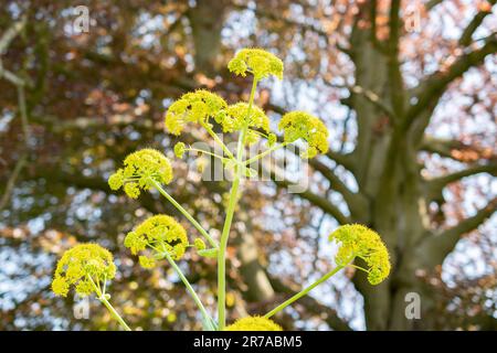 Zurigo, Svizzera, 22 maggio 2023 Tangeri finocchio pianta o Ferula Tingitana presso il giardino botanico Foto Stock