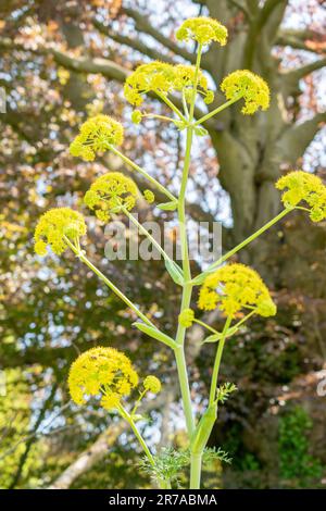 Zurigo, Svizzera, 22 maggio 2023 Tangeri finocchio pianta o Ferula Tingitana presso il giardino botanico Foto Stock