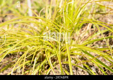 Zurigo, Svizzera, 22 maggio 2023 Puya chilensis pianta nel giardino botanico Foto Stock