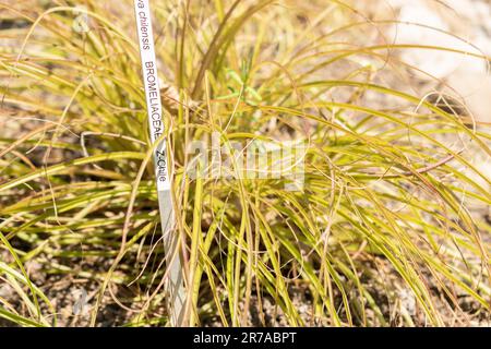 Zurigo, Svizzera, 22 maggio 2023 Puya chilensis pianta nel giardino botanico Foto Stock