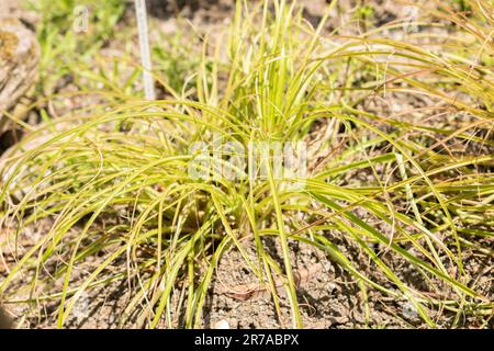 Zurigo, Svizzera, 22 maggio 2023 Puya chilensis pianta nel giardino botanico Foto Stock