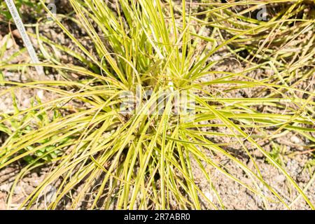 Zurigo, Svizzera, 22 maggio 2023 Puya chilensis pianta nel giardino botanico Foto Stock