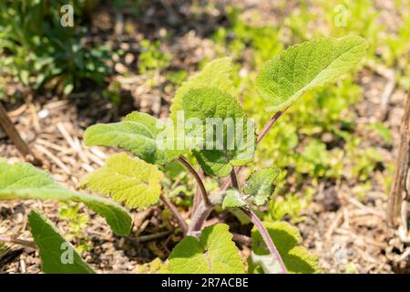 Zurigo, Svizzera, 22 maggio 2023 Salvia parte dal giardino botanico Foto Stock