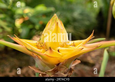 Zurigo, Svizzera, 22 maggio 2023 banana nano cinese o Ensete Lasiocarpum presso il giardino botanico Foto Stock