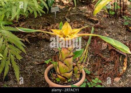 Zurigo, Svizzera, 22 maggio 2023 banana nano cinese o Ensete Lasiocarpum presso il giardino botanico Foto Stock