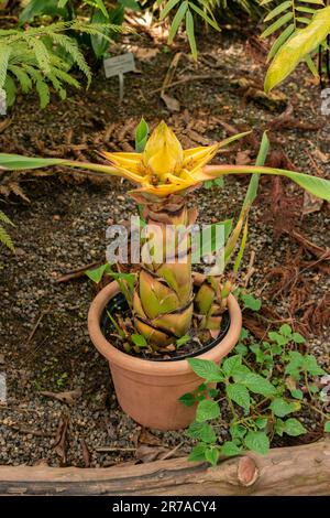 Zurigo, Svizzera, 22 maggio 2023 banana nano cinese o Ensete Lasiocarpum presso il giardino botanico Foto Stock