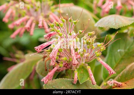 Zurigo, Svizzera, 22 maggio 2023 impianto di Sinningia nel giardino botanico Foto Stock