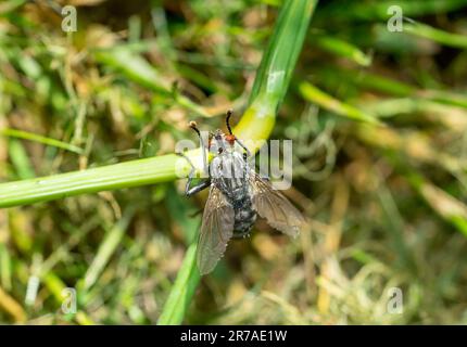 vola sulla macro dell'erba Foto Stock