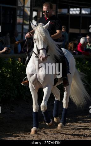 Europa, Portogallo, Regione di Alentejo, Golega, uomo che cavalca il bel cavallo bianco Lusitano alla Fiera del Cavallo di Golega Foto Stock