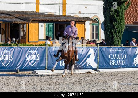 Europa, Portogallo, Regione di Alentejo, Golega, uomo a cavallo Lusitano marrone alla Fiera del Cavallo Golega Foto Stock