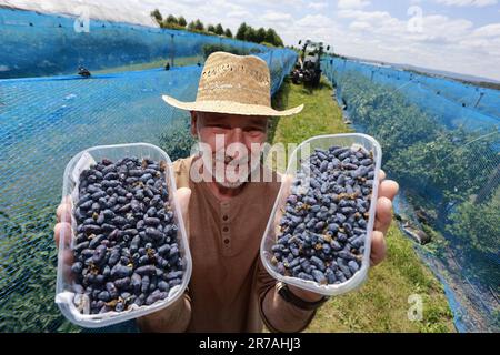 Quedlinburg, Germania. 14th giugno, 2023. Il Dr. Thomas-Karl Schlegel, dell'Istituto statale per l'agricoltura e l'orticoltura in Sassonia-Anhalt, si erge con bacche di haskap appena raccolte in un campo sperimentale. Durante una visita guidata del campo di prova presso lo state Institute for Agriculture and Horticulture, i visitatori sono stati introdotti alla bacca haskap, conosciuta anche come Mayberry. Si tratta di una miscela di mirtillo, mora e lampone ed è ricca di vitamina C., Landesanstalt für Landwirtschaft und Gartenbau in Quedlinburg sta sperimentando con questa bacche. Credit: Matthias Bein/dpa/Alamy Live News Foto Stock