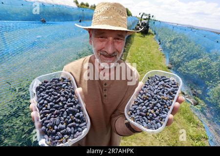 Quedlinburg, Germania. 14th giugno, 2023. Il Dr. Thomas-Karl Schlegel, dell'Istituto statale per l'agricoltura e l'orticoltura in Sassonia-Anhalt, si erge con bacche di haskap appena raccolte in un campo sperimentale. Durante una visita guidata del campo di prova presso lo state Institute for Agriculture and Horticulture, i visitatori sono stati introdotti alla bacca haskap, conosciuta anche come Mayberry. Si tratta di una miscela di mirtillo, mora e lampone ed è ricca di vitamina C., Landesanstalt für Landwirtschaft und Gartenbau in Quedlinburg sta sperimentando con questa bacche. Credit: Matthias Bein/dpa/Alamy Live News Foto Stock