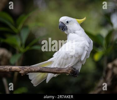 Un colpo di fuoco selettivo di un coccatoo di coccatoo solforato appollaiato su un ramo di albero Foto Stock