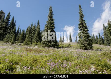 Una splendida vista aerea di un lussureggiante campo erboso punteggiato di fiori selvatici viola, tratto da un sentiero di montagna Foto Stock