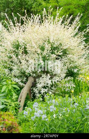 Salix integra, Tree, Garden, Salix integra 'Hakuro-Nishiki' salice imbottito Foto Stock