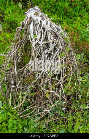 Il salice strisciante di Willow Salix ricorda 'Boyds Pendulous Dwarf Salix Prostrate Twigs rami piangenti Giardino dell'albero nano Creeper Trunk Shaped Plant deciduous Foto Stock