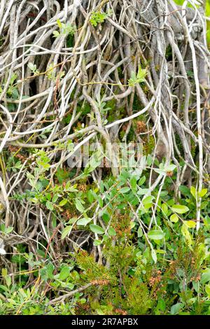 Salix 'Boyds pendulous', salice strisciante, deciduo, pianta, prostrato, Ramoscelli Foto Stock