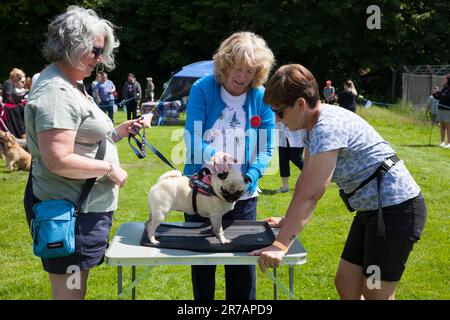 A giudicare dalla mostra di cani, Rhu Gala Foto Stock