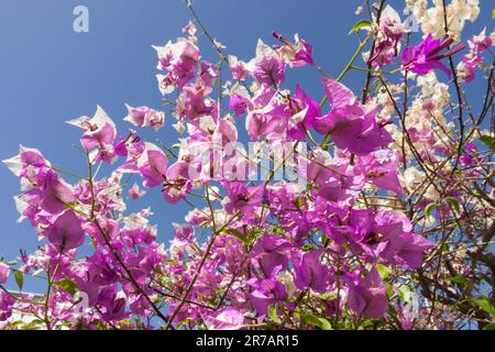 Bougainvillea glabra minore, fiore di carta, viola, bianco, arbusto Foto Stock