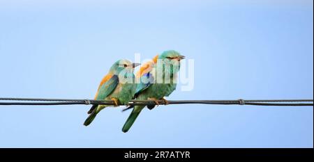 Coracias garrulus atterra su fili e va a caccia di cibo in erba, la foto migliore Foto Stock