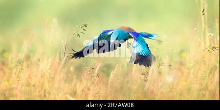 Coracias garrulus atterra su fili e va a caccia di cibo in erba, la foto migliore Foto Stock