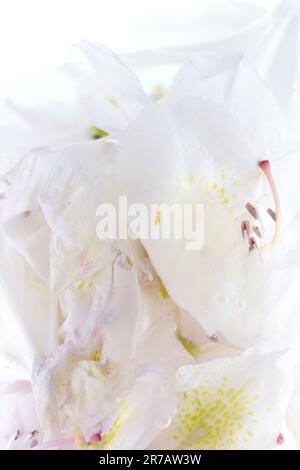 Primo piano di fiori bianchi di rododendro che galleggiano in acqua. Foto Stock