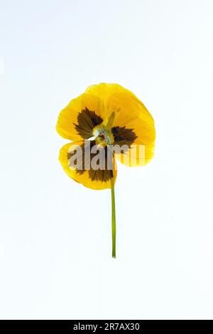 Un fiore giallo pansy su uno sfondo bianco. Foto Stock