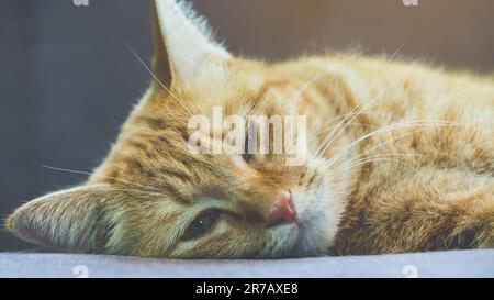 Un gatto si trova sul divano. Gatto domestico dei capelli lunghi su un divano. Un gatto zenzero che si rilassa sul divano nel soggiorno. Carino gatto lanuginoso si trova sul divano. Il tabby era incantevole Foto Stock